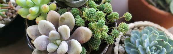 Succulents