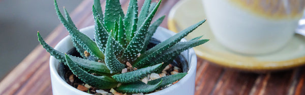 Aloe Vera Plant