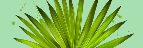 Nutrient Spotlight: Saw Palmetto